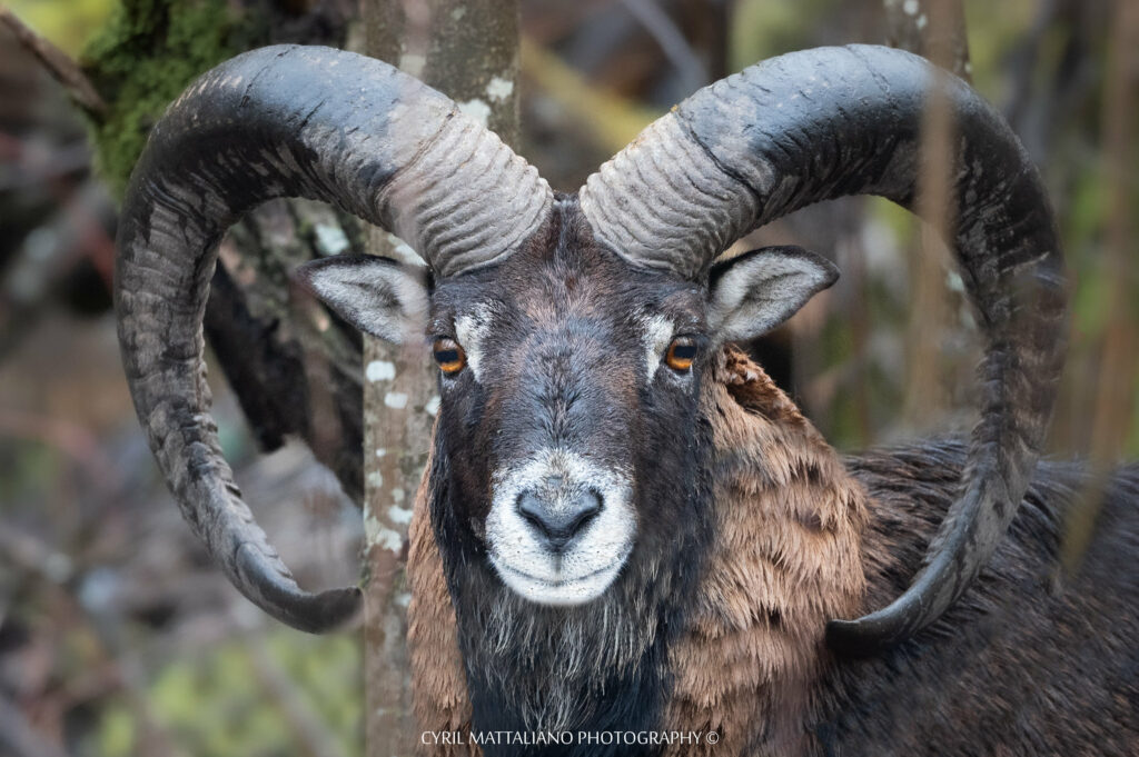 Mouflon